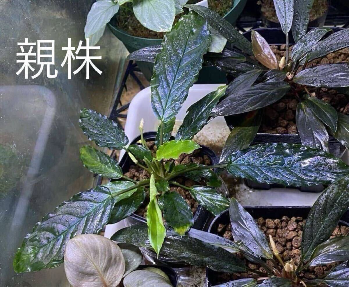 ④ 増殖株 homalomena sp.黒兎 ホマロメナ 【公式通販】 ④ 増殖株 homalomena sp.黒兎 ホマロメナ 【公式通販】