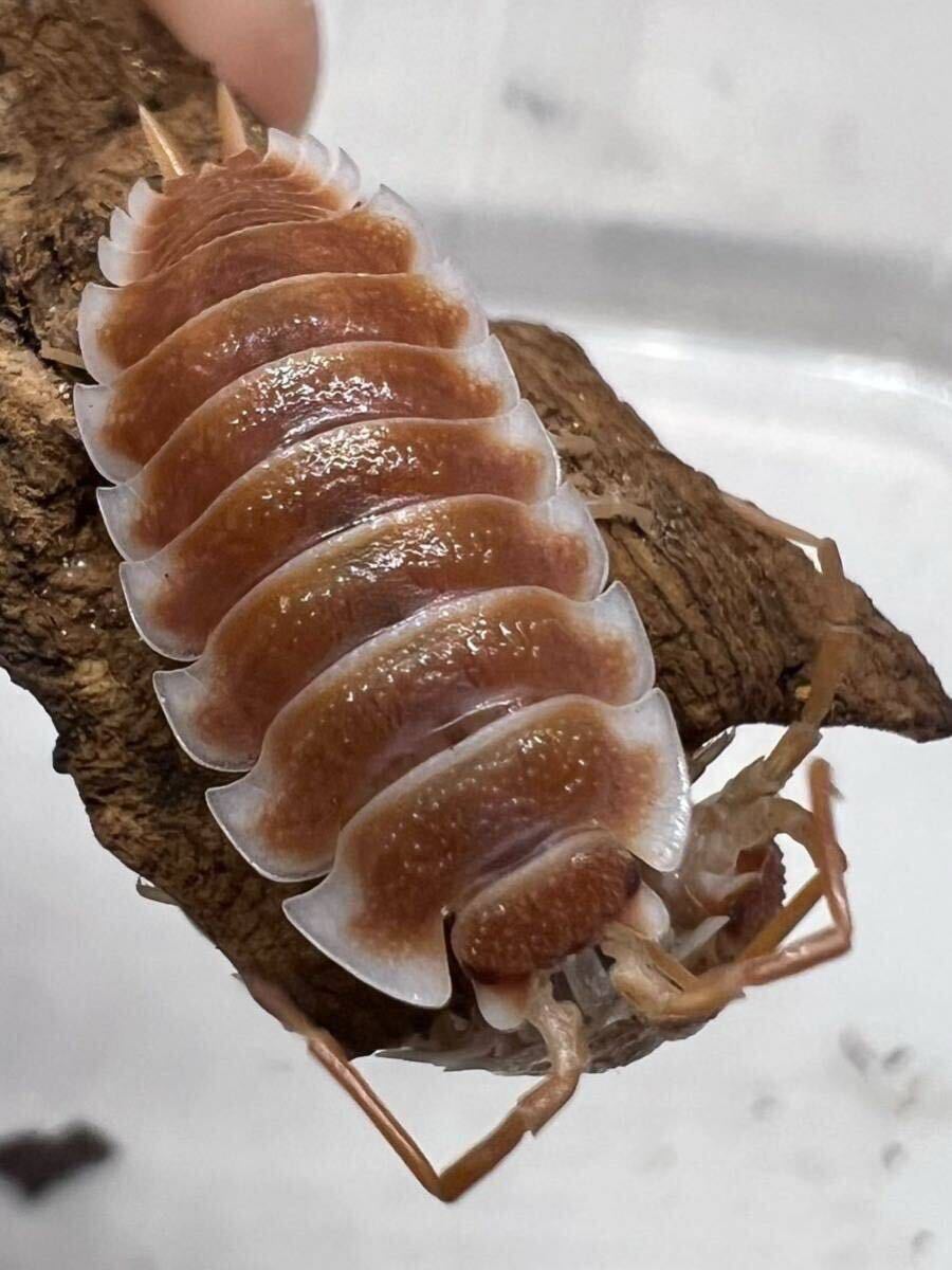 アンバーダッキー 50匹