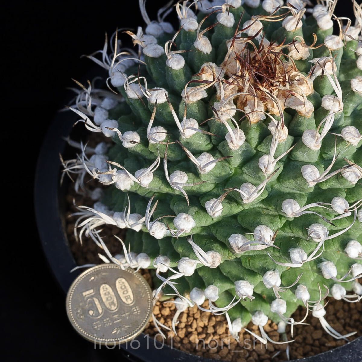 ツルビニカルプス | 実生 Turbinicarpus - ⁄ MARU ツルビニカルプス属