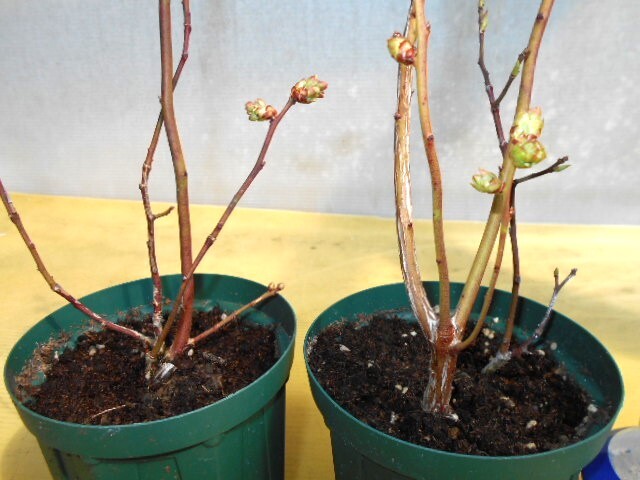 戦国乙女　コミケ限定　マフラータオル　ドアプレート　乙女柄リール付きパスケース 戦国乙女 コミケ限定 マフラータオル ドアプレート 乙女柄リール