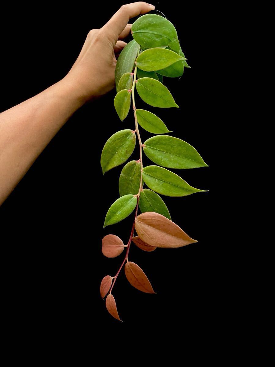 Ceratostema peruviana 挿木1