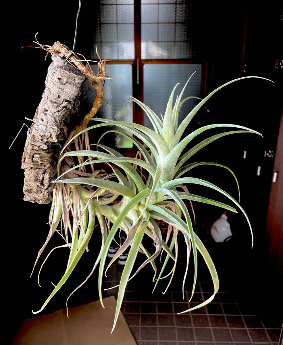 Stigmatodon croceanus スティグマトドン クロセアナス ブラジル / Tillandsia Vriesea ブロメリア