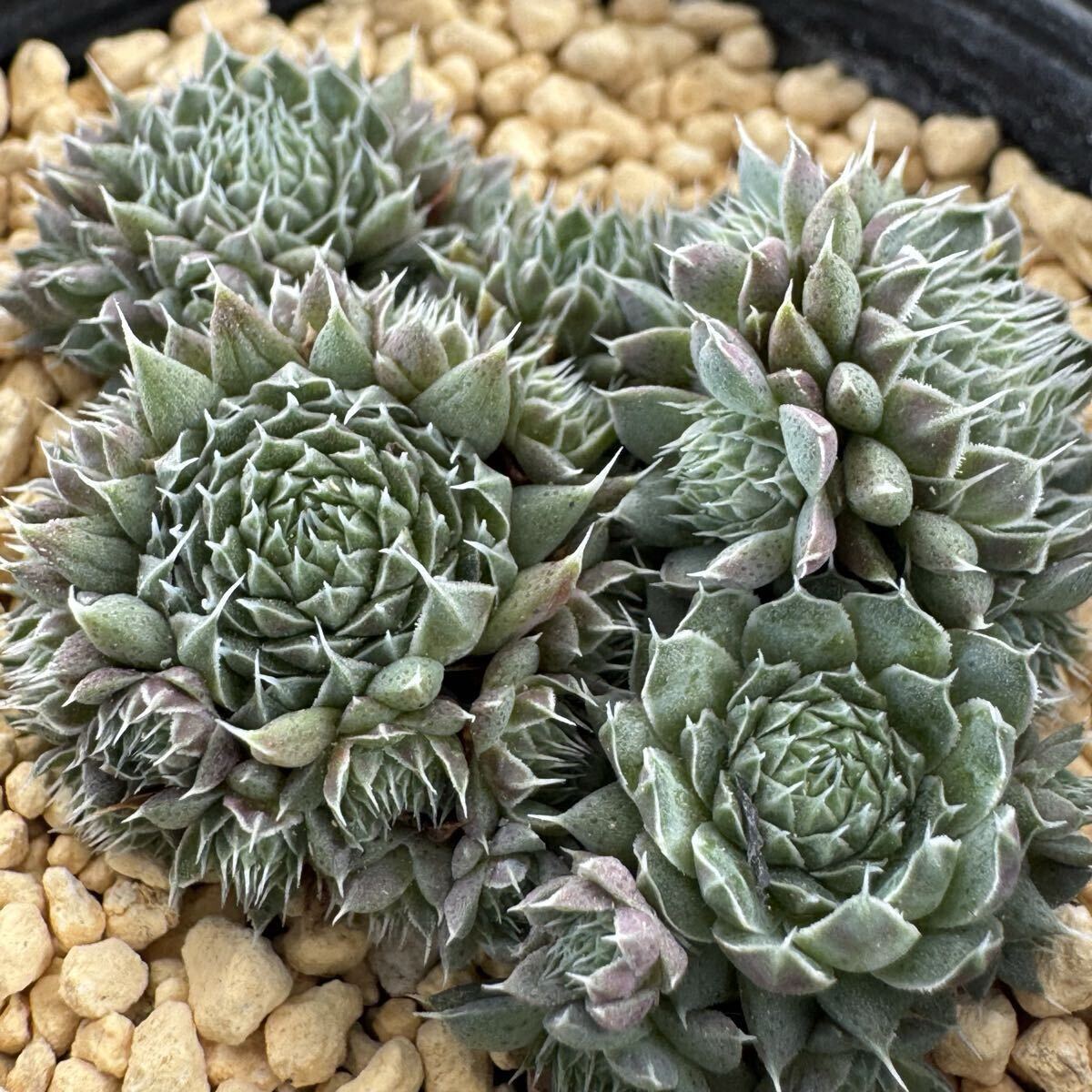 初登場かも ピーチパーフェクト 錦 斑入り オロスタキス属 多肉植物 多肉植物 『斑入りコモチレンゲ錦』 オロスタキス属 夏の状態