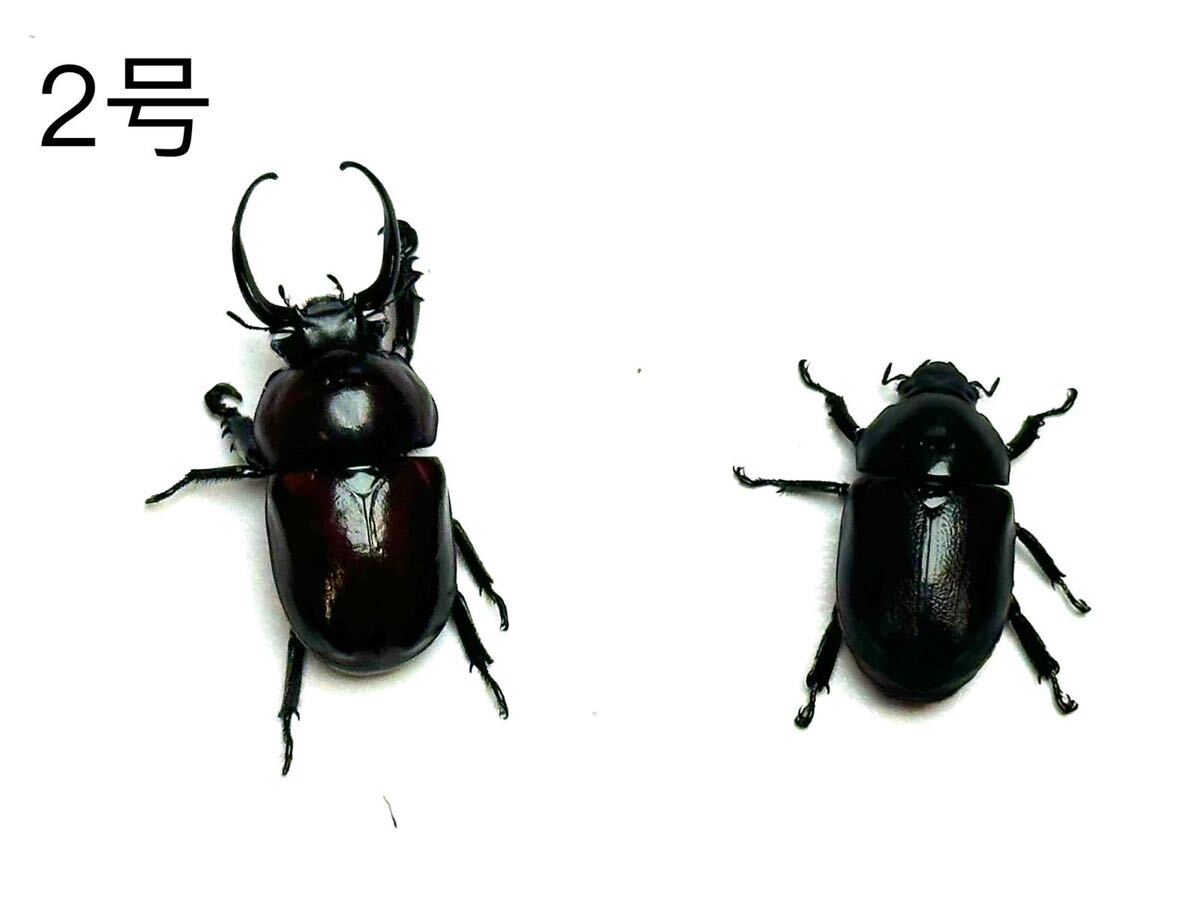 ベトナム産 クロオオクワガタコガネ Fruhstorferia anthracina 大型