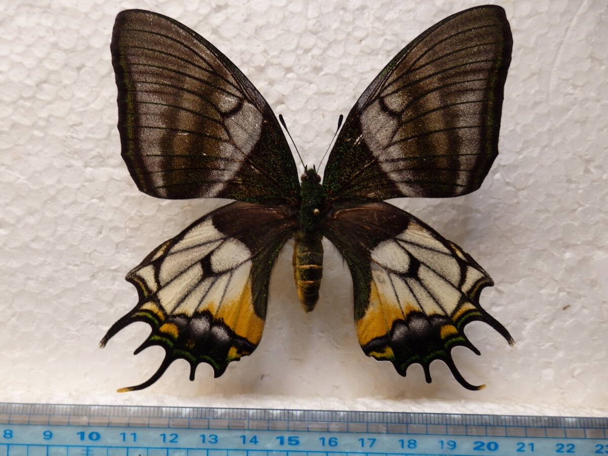 ○○オウゴンテングアゲハ♀ssp.shinkaii①○○外国産 蝶標本 蝶