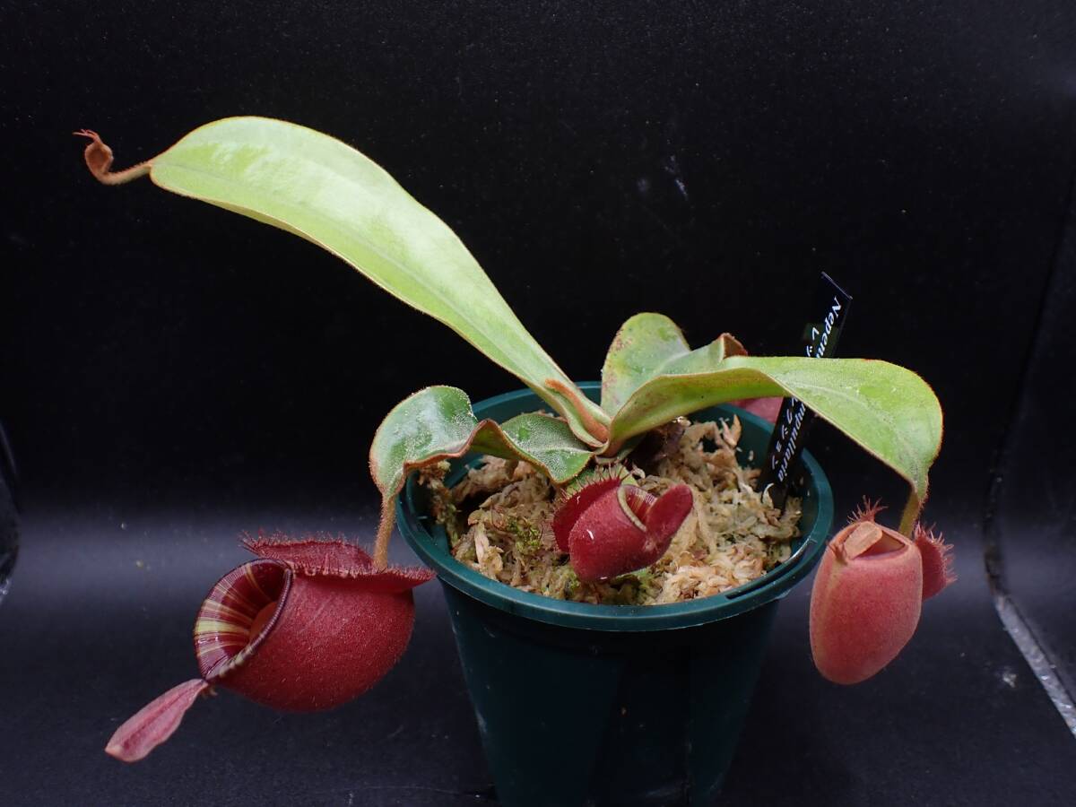 未使用】レア 食虫植物 ネペンテス アンプラリア レッドセレクション