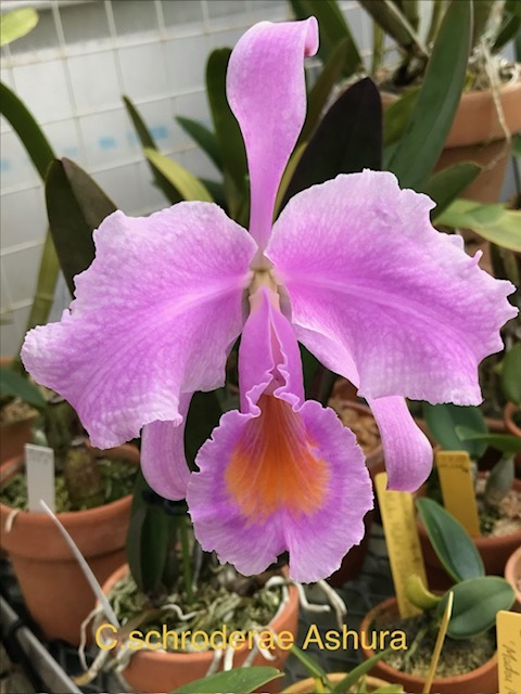 植物】洋蘭カトレア原種 MS-860 C. schroederae 'The Third' HCC/SVCN