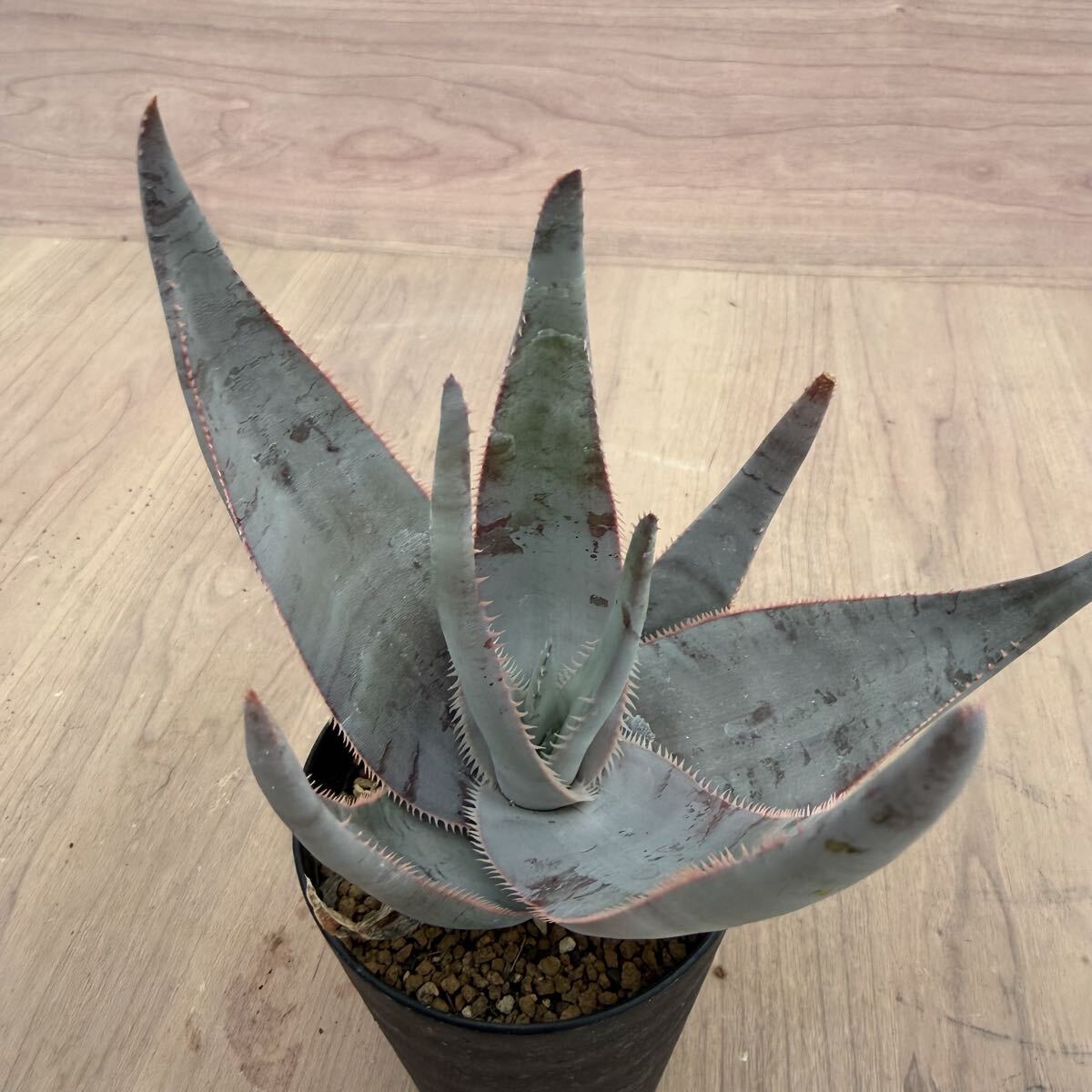 新品】Aloe laeta アロエ ラエータの落札情報詳細 - Yahoo