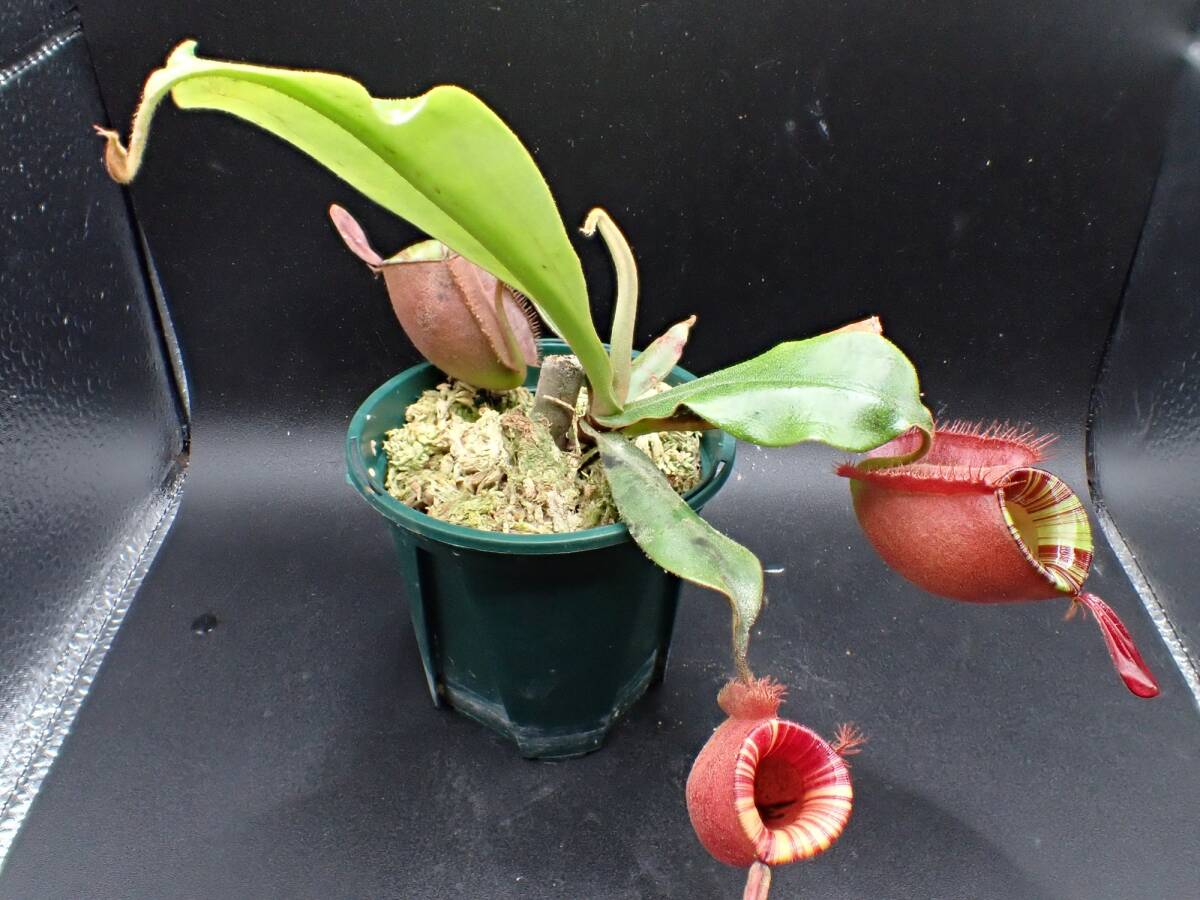 未使用】レア 食虫植物 ネペンテス アンプラリア レッドセレクション