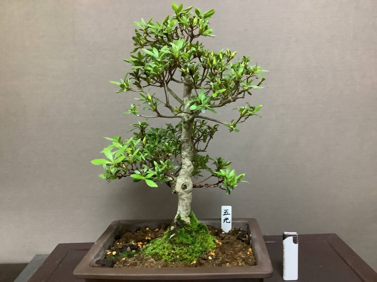 新品】さつき盆栽 ◇玲晃 白玲の枝変わり◇ 鉢 30.5*23cm の