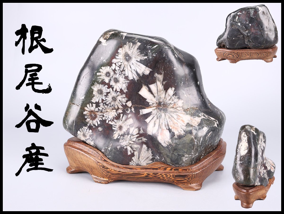 最高級 菊花石 姫菊御苑香 岐阜県根尾谷産 唐木台付 1.4㎏ 共箱 11aの