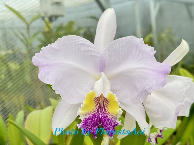 植物】◇◇洋蘭 原種 カトレア lueddemanniana coerulea 'Veronica'の