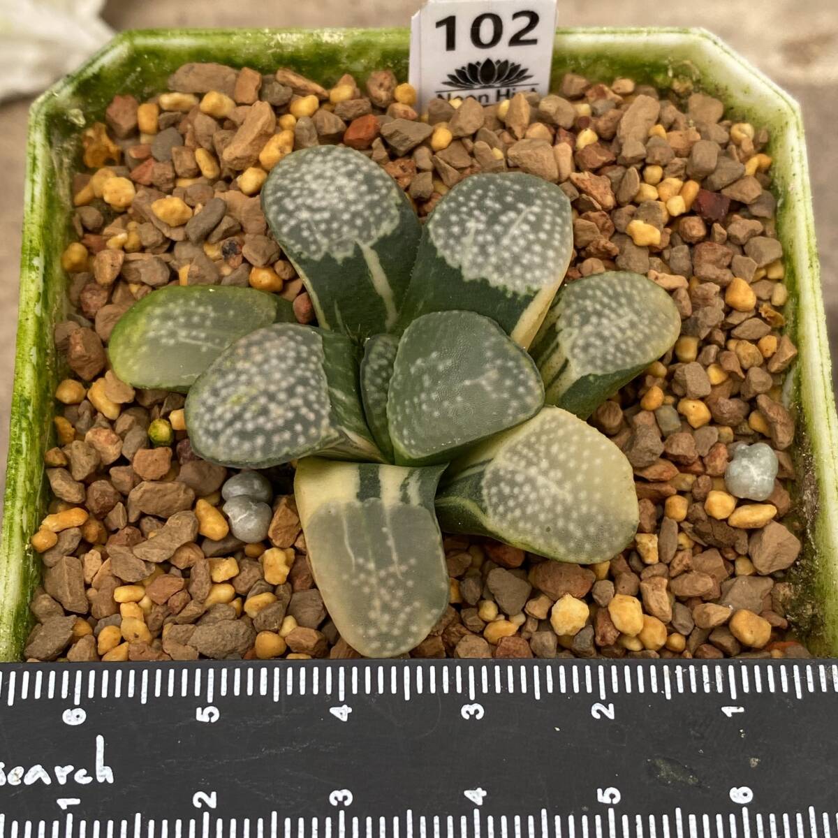 新品】【多肉植物/ハオルチア】☆グロエネワルディ 巨大化の落札情報