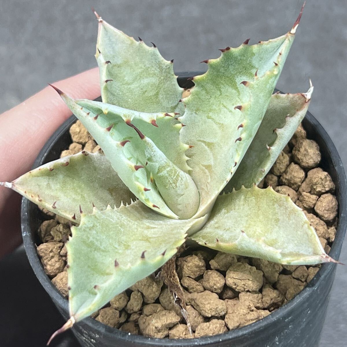 Agave isthmensis - アガベ Dwarf | イシスメンシス プリンセス crown