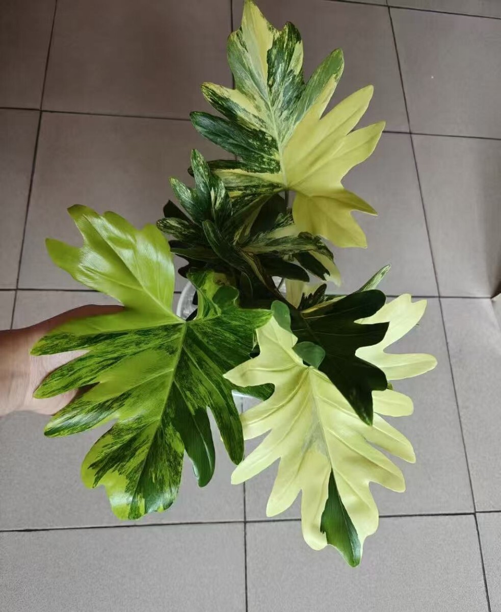 新品】KN フィロデンドロン カローサム（PHILODENDRON CALOSSUM