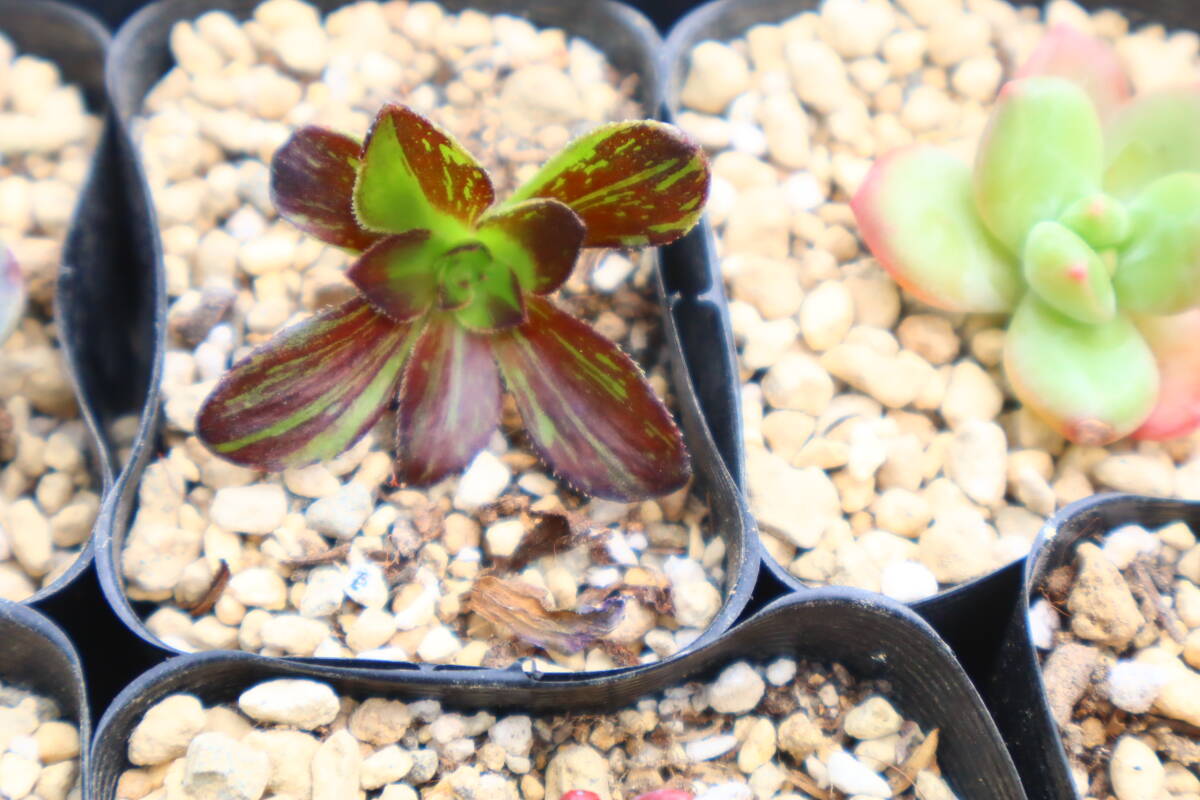 多肉植物　アエオニウム　マダラシカ錦　特大木立ち　極美苗 目立った傷や汚れなし】多肉植物 アエオニウム・マダラシカの落札情報