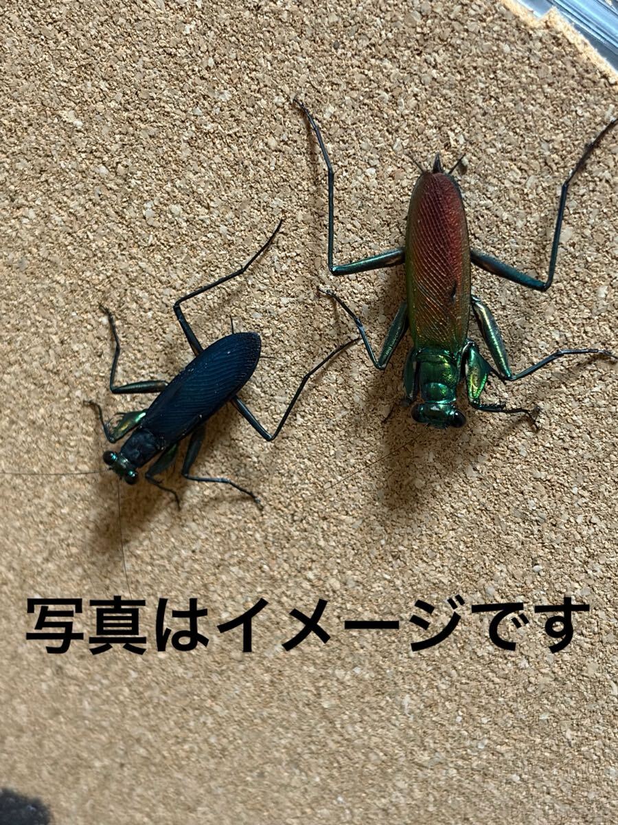 新品】【国内CB】ケンランカマキリ 新成虫ペア 産卵ケースセット付の