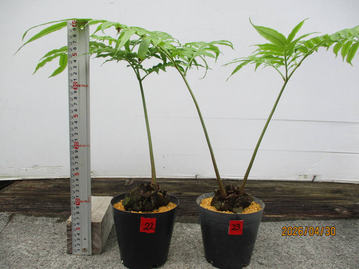 新品】山野草 シダ リュウビンタイ 超特大株 新芽付き エの落札情報