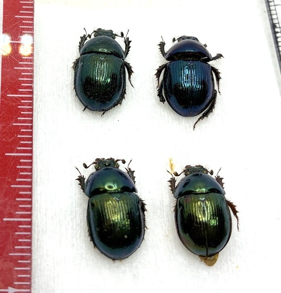 送料210～] ツノセンチコガネ 昆虫 標本 ダイコク・コガネの落札情報