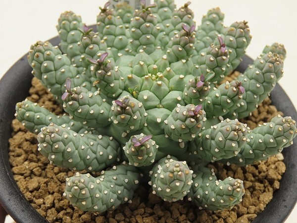 ユーフォルビア ラミグランス // Euphorbia ramiglans, ユーホルビア