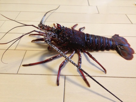 528◎昭和レトロ 青い！ 伊勢海老 イセエビ 剥製 標本 徳之島 お土産