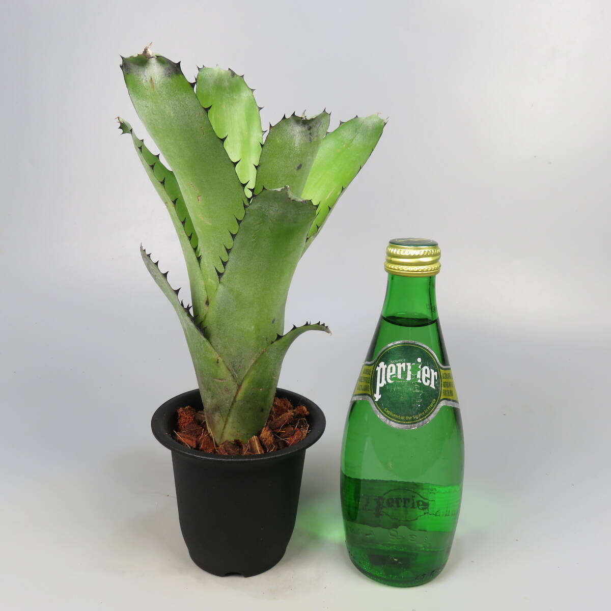 傷や汚れあり】ビルベルギア Billbergia 'Slow Poke' (vittata