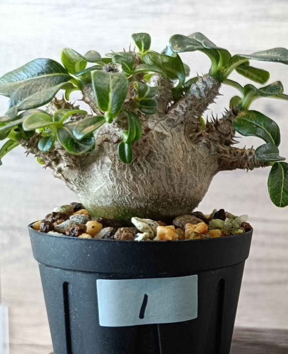 種子】【1円～】Pachypodium baronii var. windsorii パキポディウム