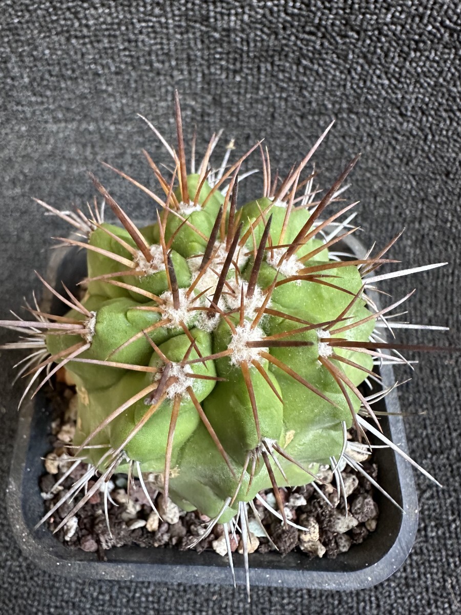 F468 サボテン 多肉植物 超貴重 Copiapoa solaris コピアポア ソラリス