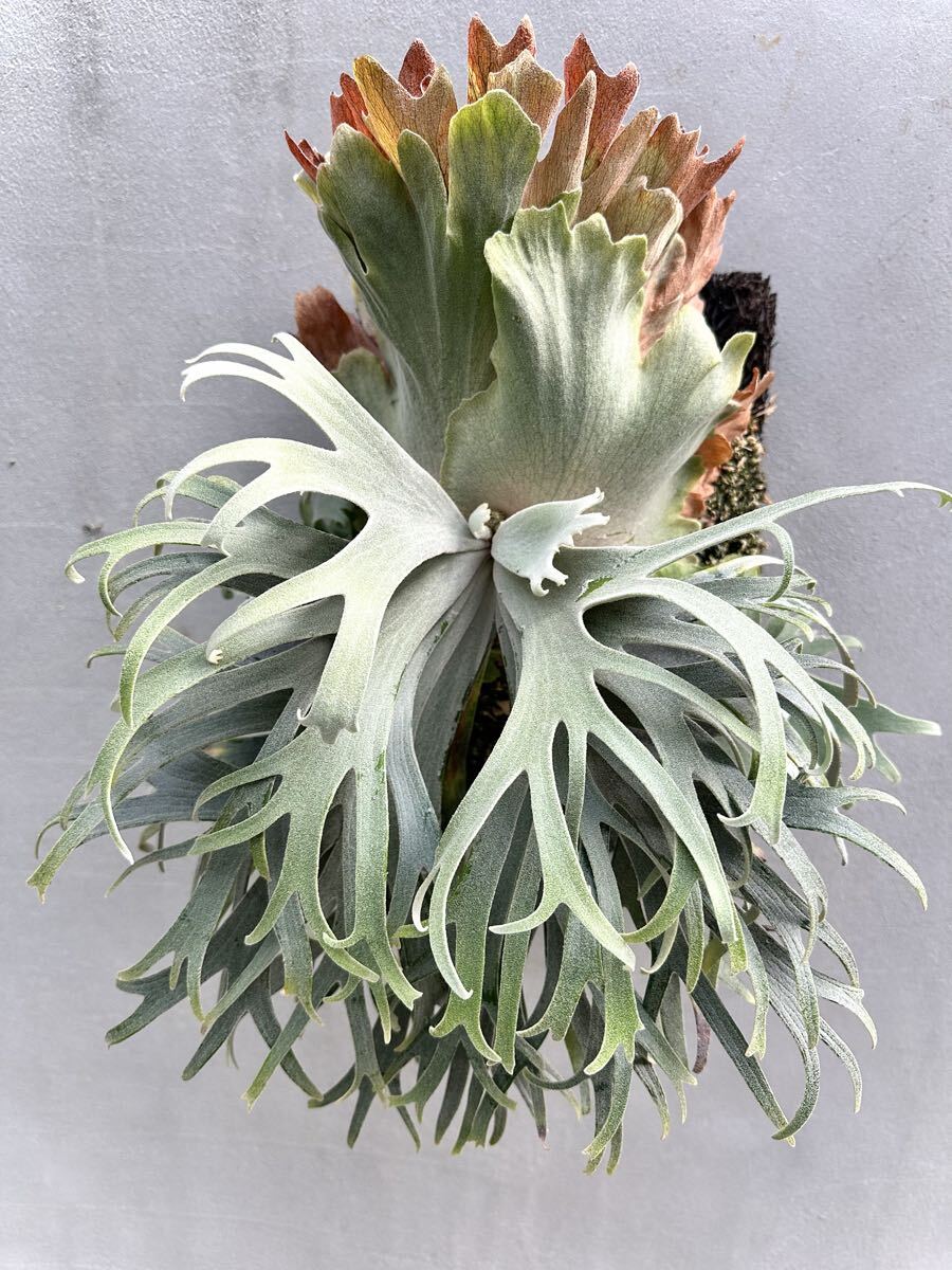 新品】P.willinckii cv.pedro Tatsuta ウィリンキー ペドロ ビカクシダ