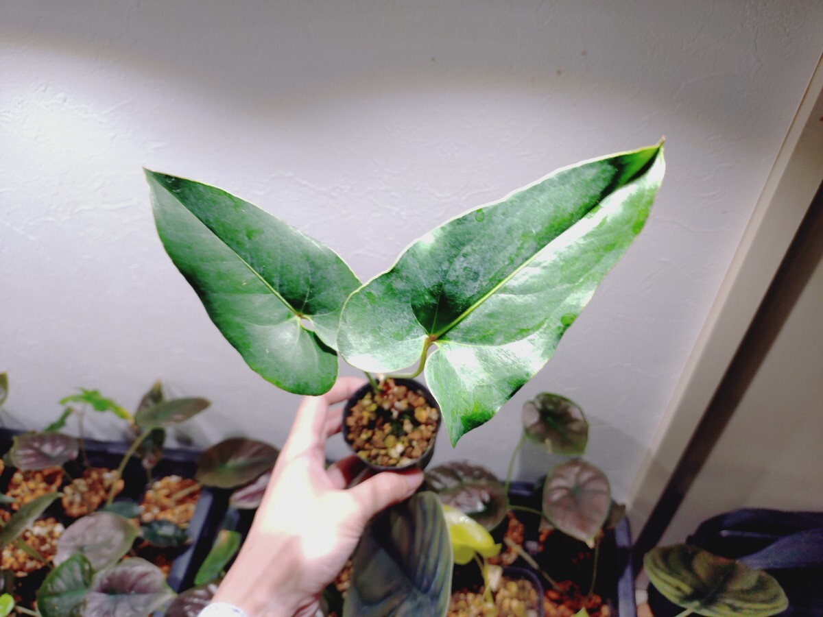 国内流通少 原種】アンスリウム ブラウニー Anthurium brownii 2018年