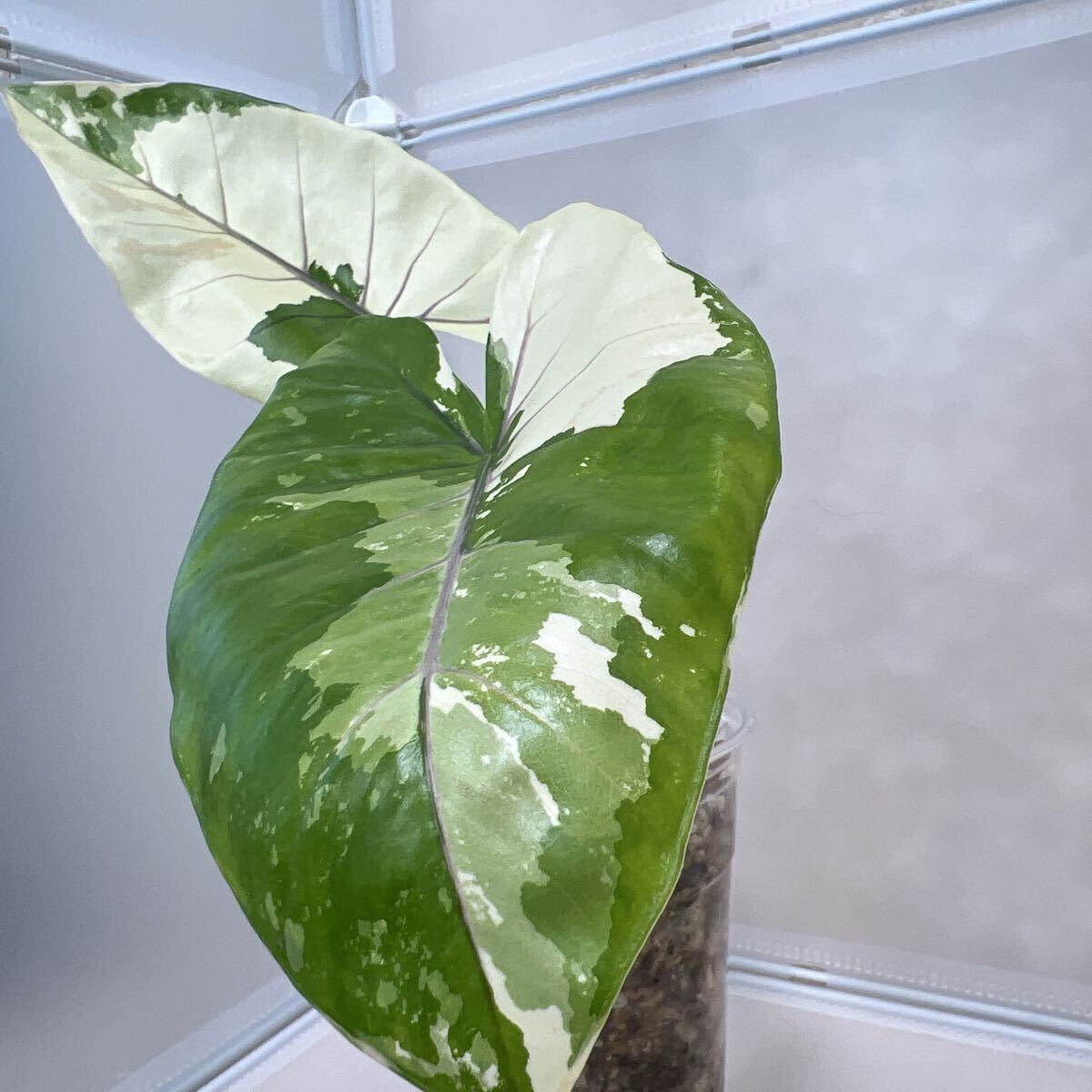 新品】アロカシア・ブラックステム（Alocasia macrorrhiza Black Stem