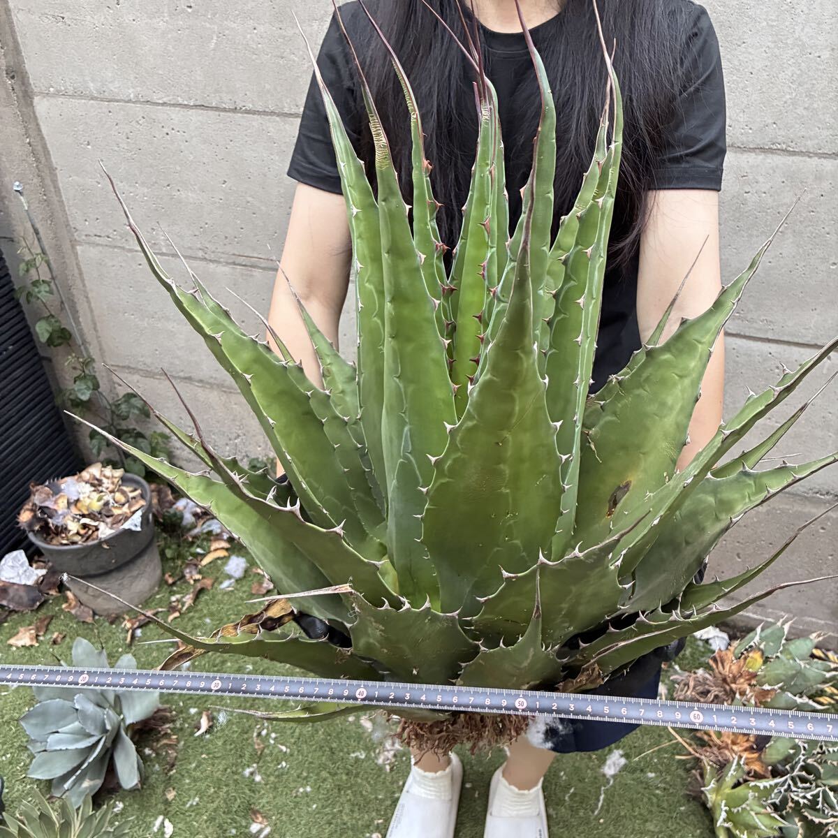 Agave アガベ モンタナ うねり 大株の落札情報詳細 - Yahoo