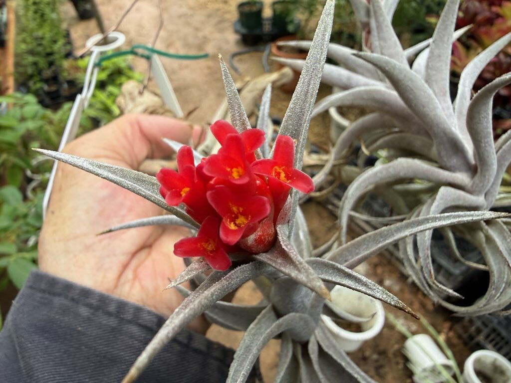 新品】KN ティランジア ネグレクタxエディシアエ（TILLANDSIA