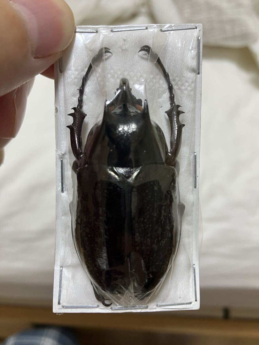 新品】NO2 WD・成虫 エンガノオオカブト ♂57ミリペアー・エンガノ島