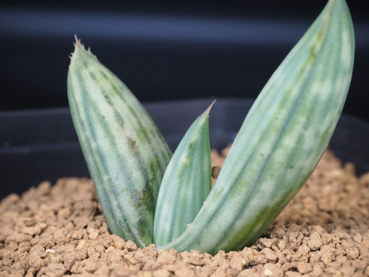 Aloe striata ssp. karasbergensis アロエ カラスベルゲンシスの落札