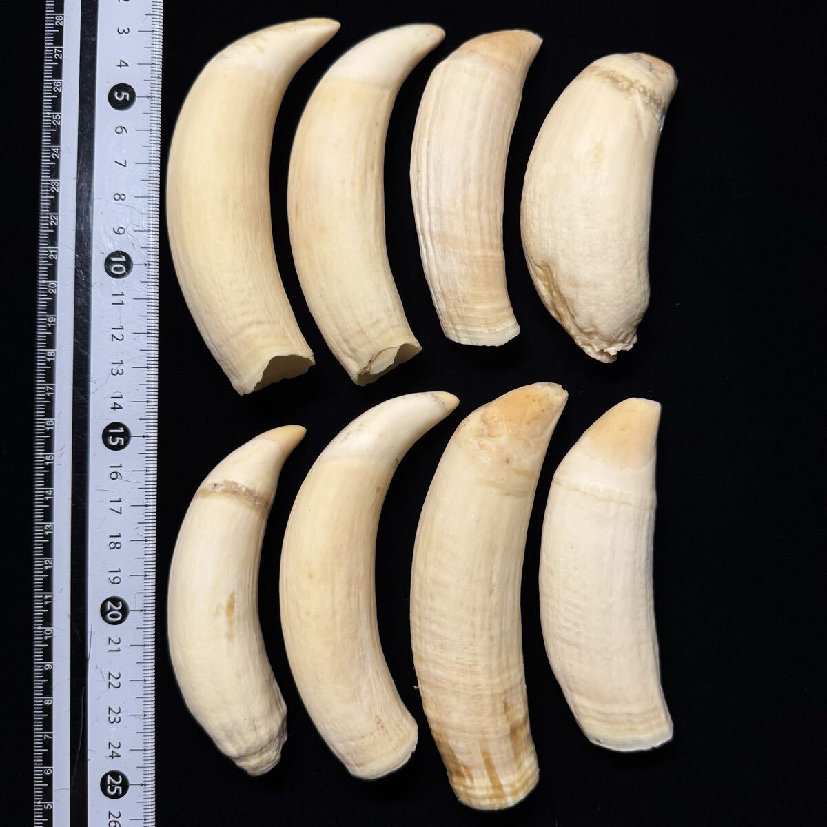 中古】特大 巨大 大型 マッコウクジラの歯 鯨歯 牙 約1kg 約26cm 印材