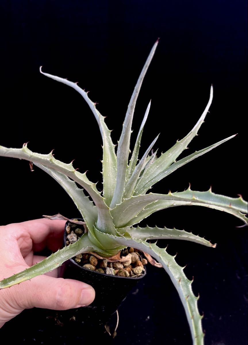 苗】ヘクチア sp. Oaxaca Hechtia sp. Oaxaca ブロメリア,多肉植物