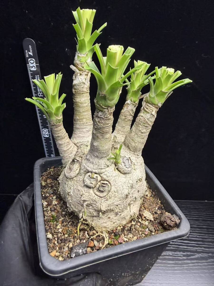 大株 発根済み カリバナス フーケリー 塊根植物 コーデックス 観葉植物 中古】Calibanus hookeri カリバナス フーケリー コーデックス 塊根
