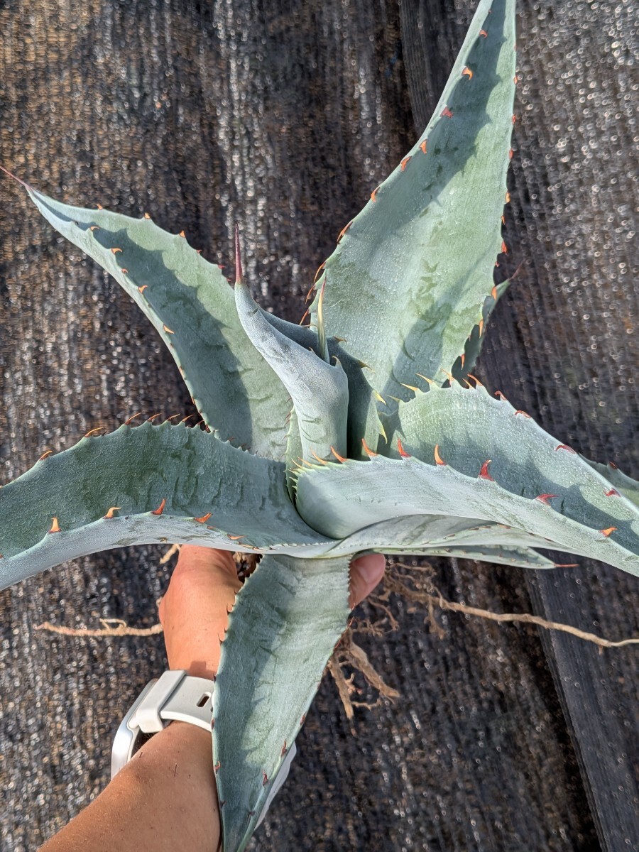 自家栽培株です。】白葉が際立つ『アガベ・フランゾシニー』Agave