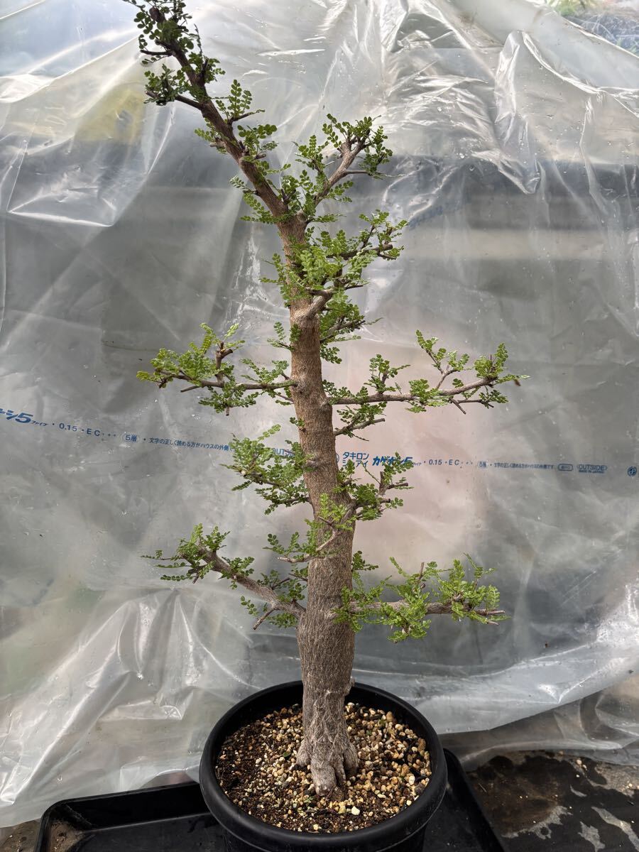 盆栽フォーム 懸崖 オペルクリカリア・デカリー 塊根植物 多肉
