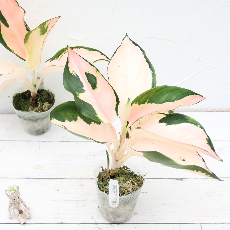 新品】【LA便ネームド】◇Aglaonema pictum A “雷切”【LA0914-3ss
