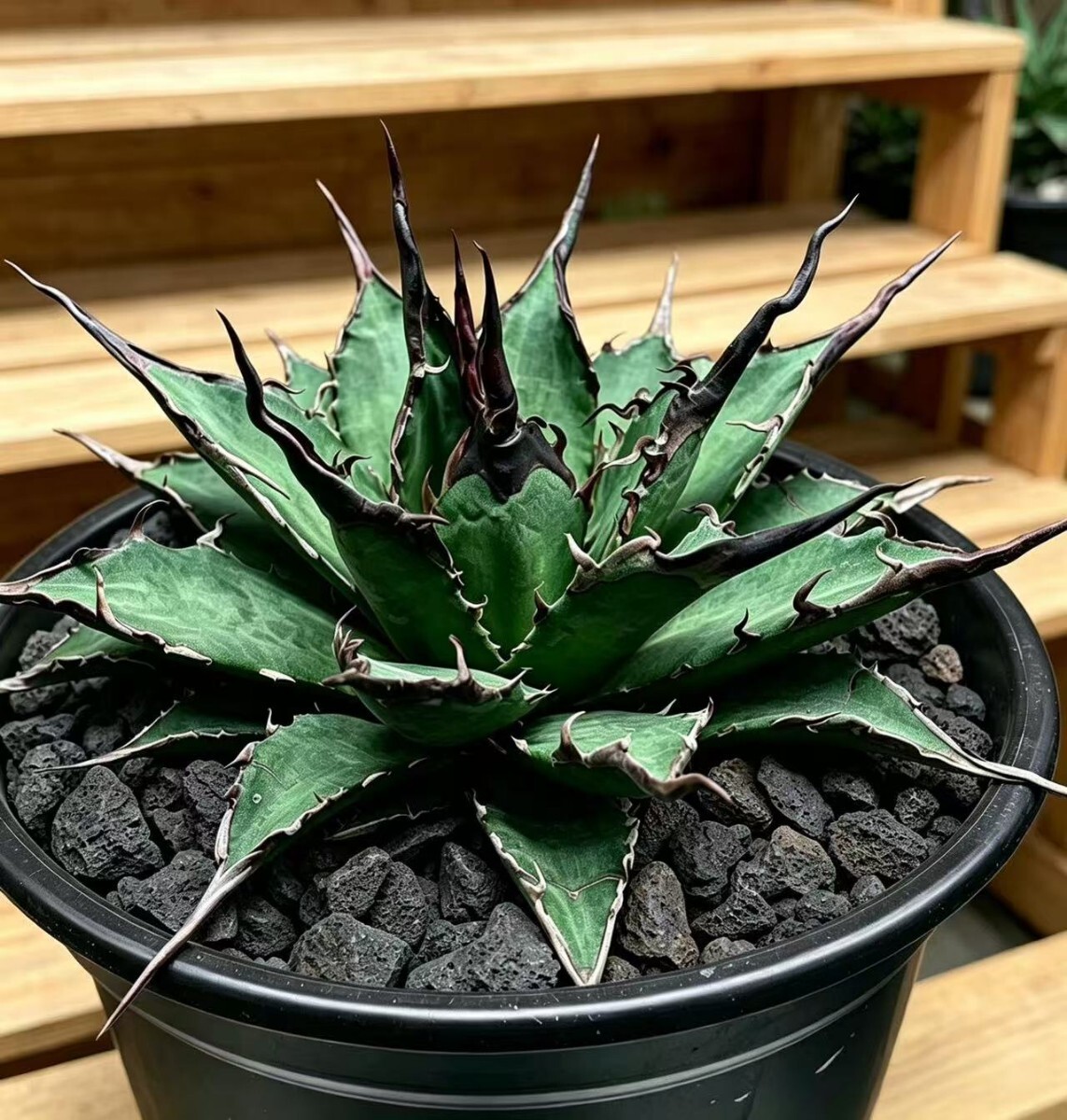 P15 笹の雪「名峰富士」キズあり 多肉植物 アガベの落札情報詳細