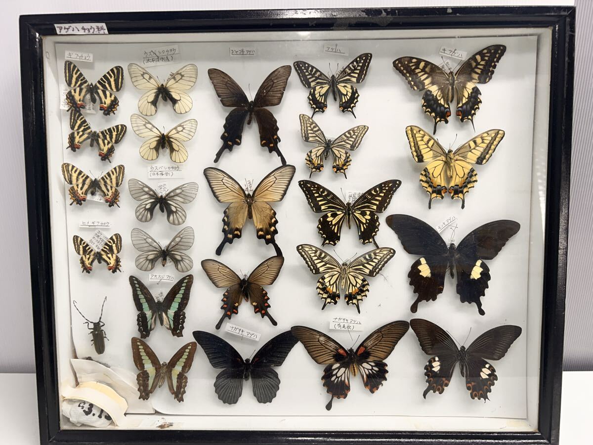 蝶標本（南西諸島の蝶展翅品） アオスジアゲハ春型♂♀夏型♂♀ 沖縄県