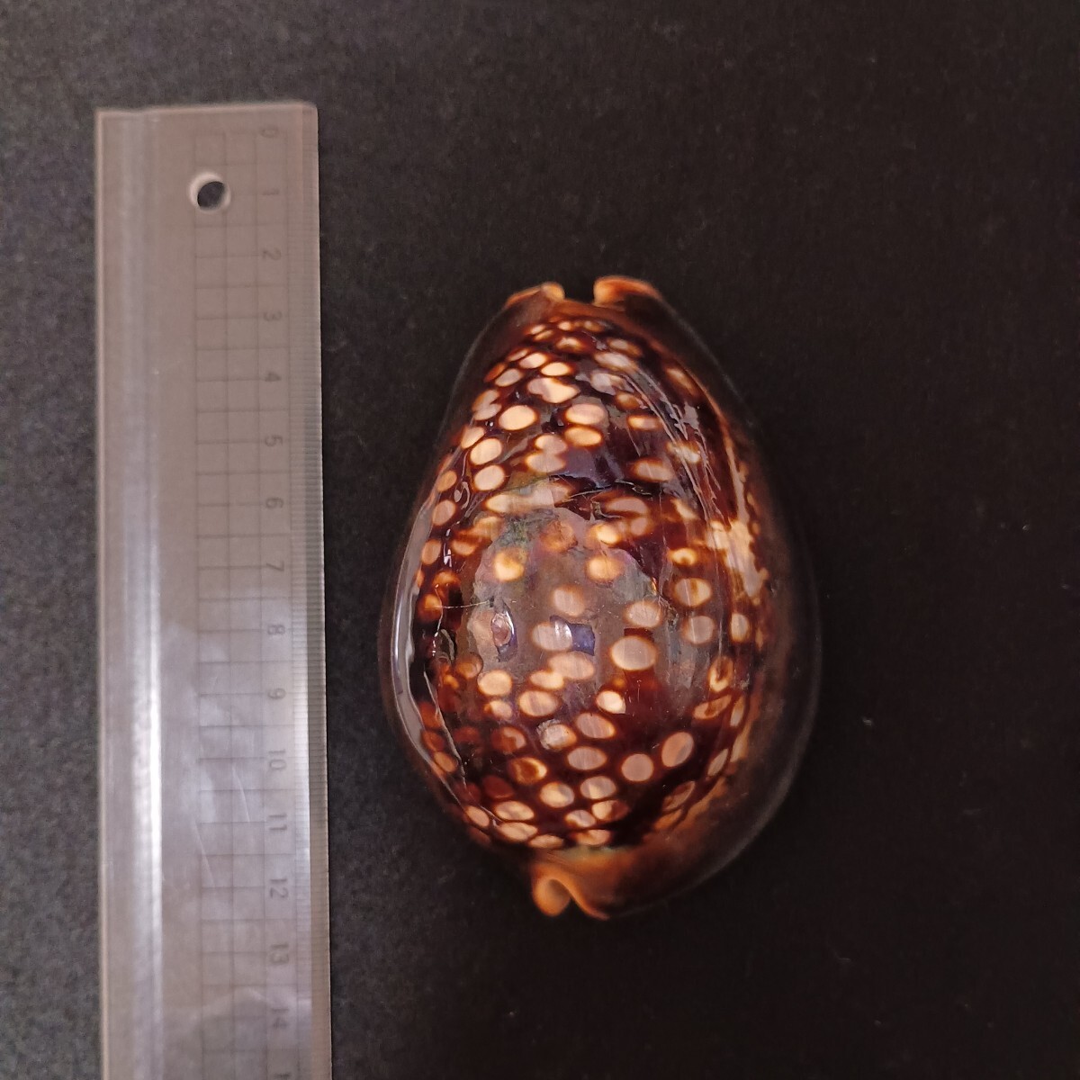 新品】極美！特大！ハワイハチジョウダカラ 104.77mm 完品/GEM自信