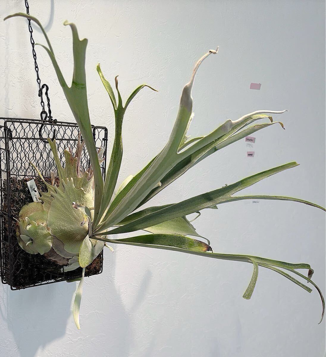 新品】P.veitchii cv auburn river アーバンリバー ビカクシダの落札