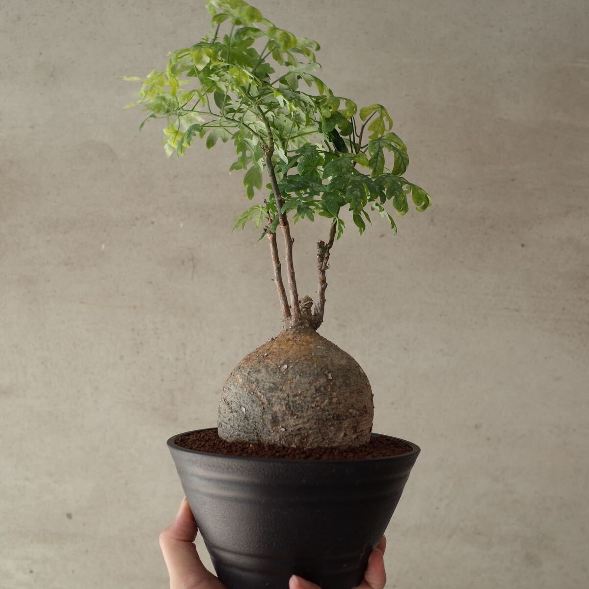 新品】○植物 Adenia perrieri アデニア ペリエリ // 多肉 サボテン
