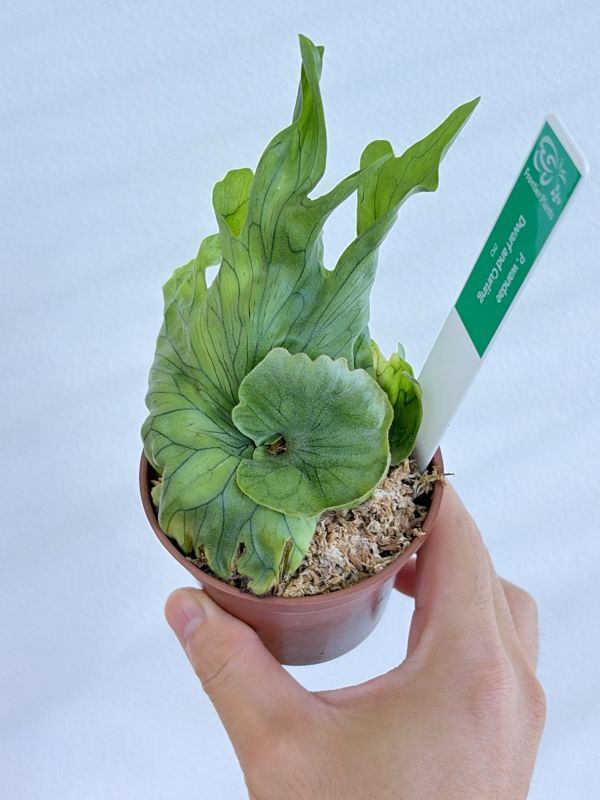 ビカクシダ (586),Platycerium wandae 'Dwarf & Curling'プラチセ