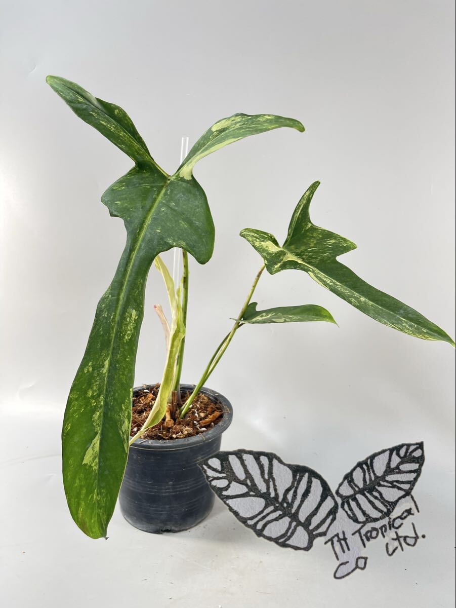 新品】KN フィロデンドロン カローサム（PHILODENDRON CALOSSUM