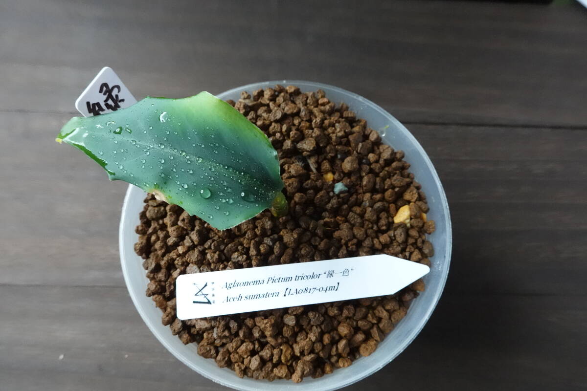 LA便》Aglaonema pictum“天照” Aceh sumatera【LA0318-03R】の落札情報