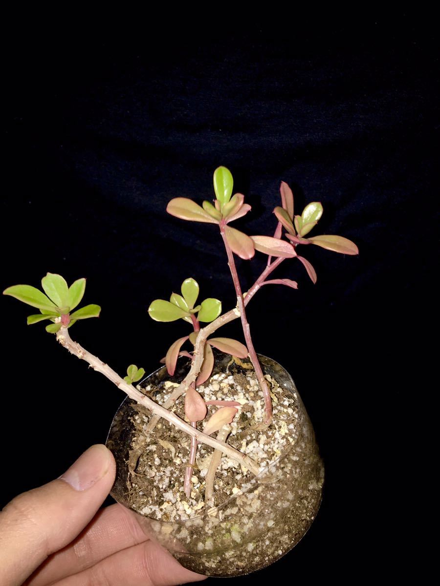 新品 Anredera Sp ペルー Surco産のつる性多肉植物 コーデックス 塊根植物 珍奇植物 原種 ツルムラサキ科 の落札情報詳細 ヤフオク落札価格情報 オークフリー スマートフォン版